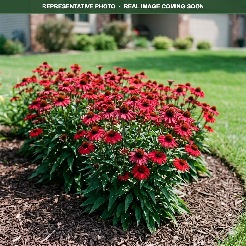 Prima Ruby Coneflower (Echinacea) — Burnsville, MN