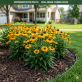 Prima Saffron Coneflower (Echinacea) — Lakeville, MN