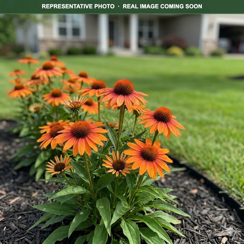 Prima Tiger Coneflower (Echinacea) — Maplewood, MN