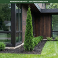 Primo Arborvitae (Thuja occidentalis) — Edina, MN