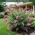 Prince Charming Butterfly Bush (Buddleia) — Shoreview, MN