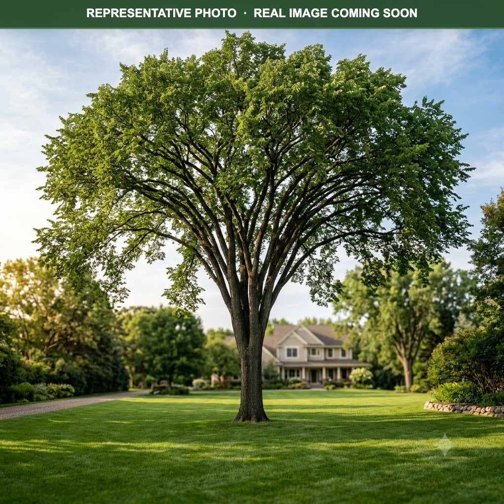 Princeton American Elm (Ulmus americana) — Minnetonka, MN