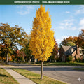 Princeton Sentry Ginkgo (Ginkgo biloba) — Woodbury, MN