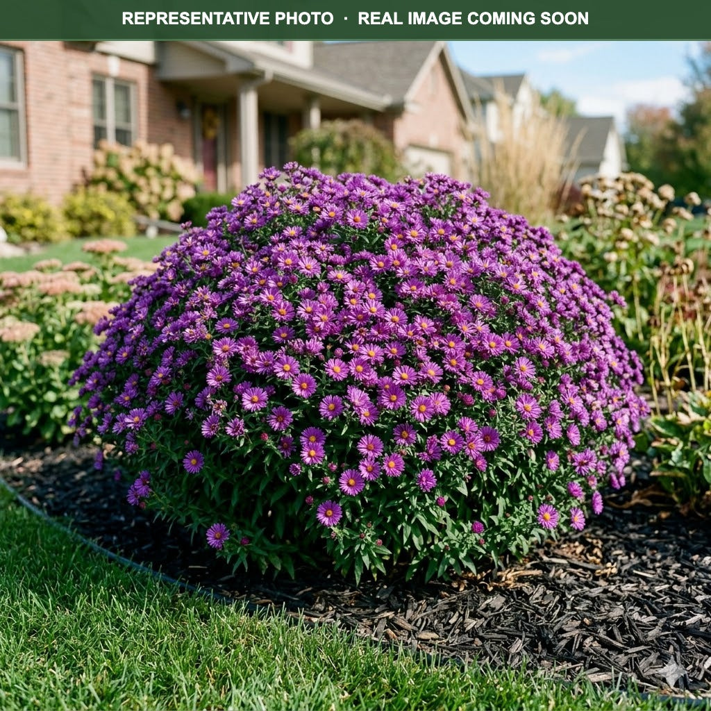 Purple Dome Aster (Symphyotrichum) — Wayzata, MN
