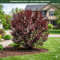 Purpleleaf Sandcherry (Prunus × cistena) — Burnsville, MN