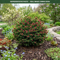 Pusch Norway Spruce (Picea abies) — Lakeville, MN
