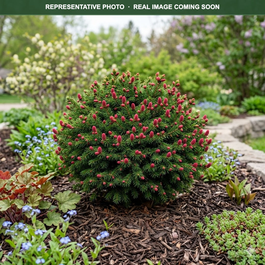 Pusch Norway Spruce (Picea abies) — Lakeville, MN