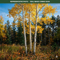 Quaking Aspen (Populus tremuloides) — Eden Prairie, MN