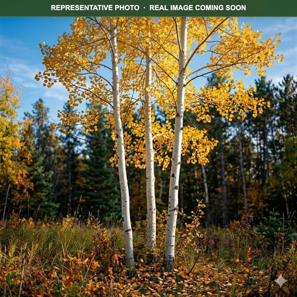 Quaking Aspen (Populus tremuloides) — Eden Prairie, MN