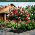 Quick Fire Tree Hydrangea (Hydrangea paniculata) — Plymouth, MN