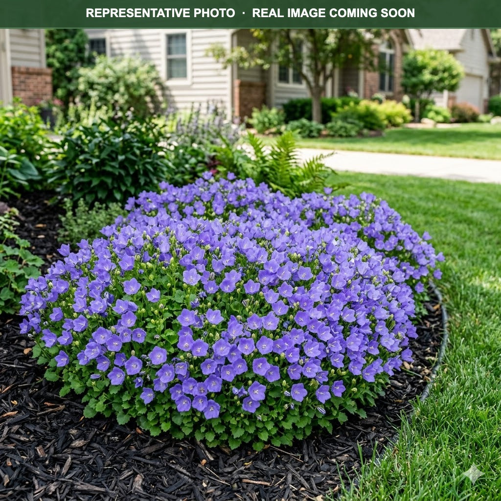 Rapido Blue Bellflower (Campanula) — Chanhassen, MN