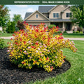 Raspberry Lemonade Ninebark (Physocarpus opulifolius) — Wayzata, MN
