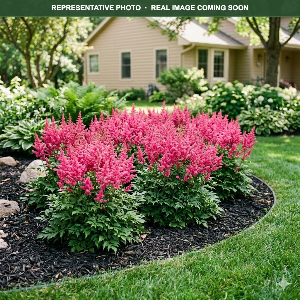 Razzle Dazzle Astilbe (Astilbe) — St. Paul, MN