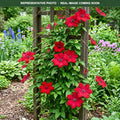 Rebecca Clematis (Clematis) — Burnsville, MN