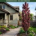 Red Barron Crabapple (Malus) — Maple Grove, MN