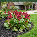 Red Bloom Bergenia (Bergenia) — Edina, MN