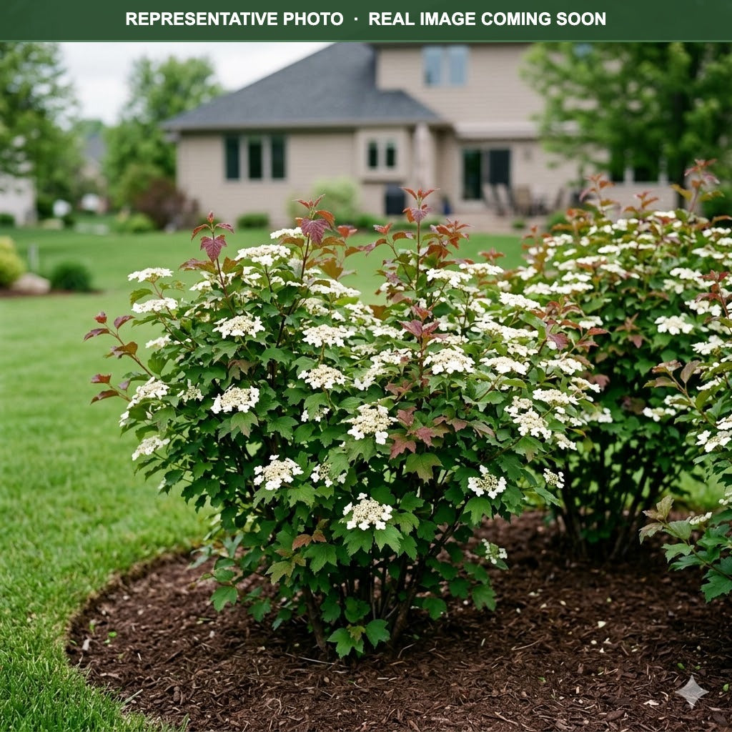 Red Feather Viburnum (Viburnum) — Chanhassen, MN