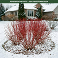 Red Gnome Dogwood (Cornus) — Minneapolis, MN