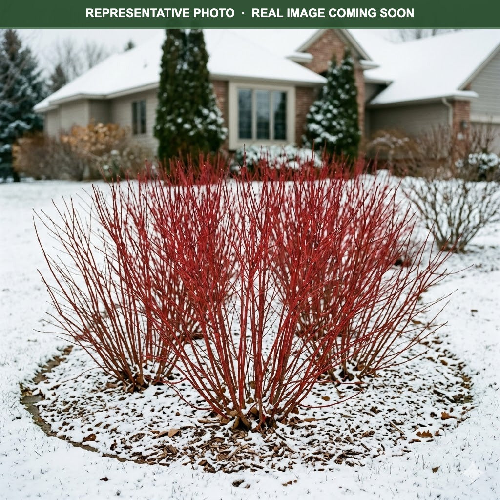 Red Gnome Dogwood (Cornus) — Minneapolis, MN