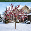 Red Jewel Crabapple (Malus) — Bloomington, MN