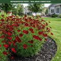 Red Satin Coreopsis (Coreopsis) — Minneapolis, MN