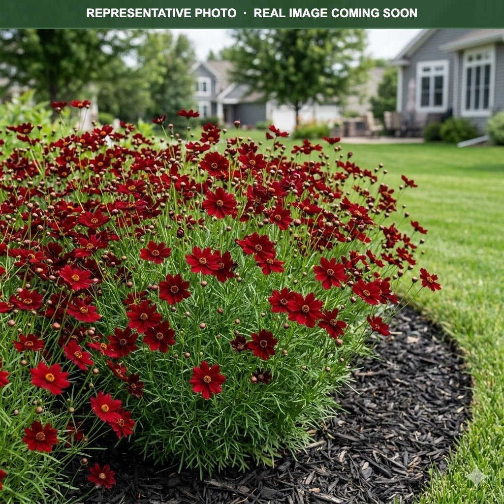 Red Satin Coreopsis (Coreopsis) — Minneapolis, MN