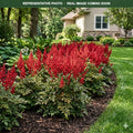 Red Sentinel Astilbe (Astilbe) — St. Paul, MN