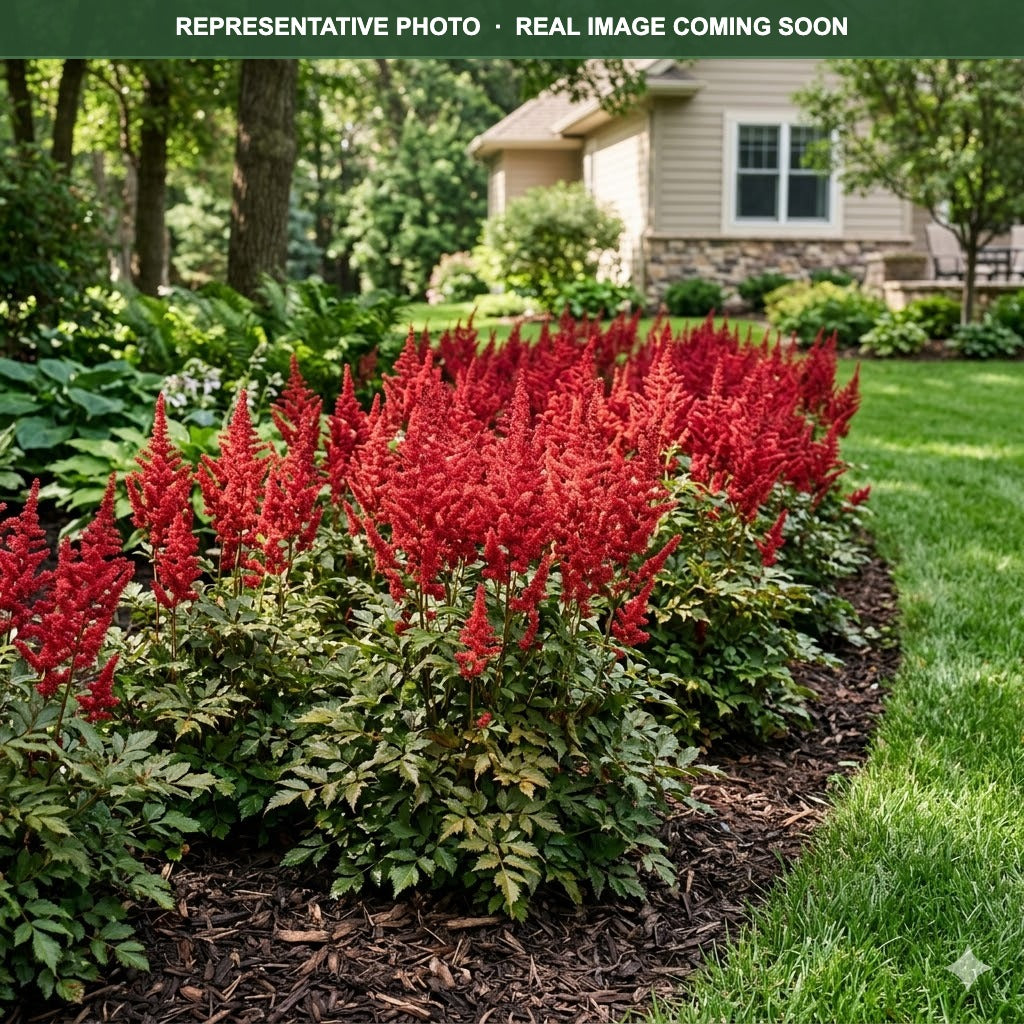 Red Sentinel Astilbe (Astilbe) — St. Paul, MN