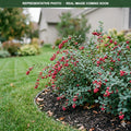 Red Snowberry (Symphoricarpos) — St. Paul, MN