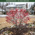 Red Sprite Winterberry (Ilex verticillata) — Edina, MN