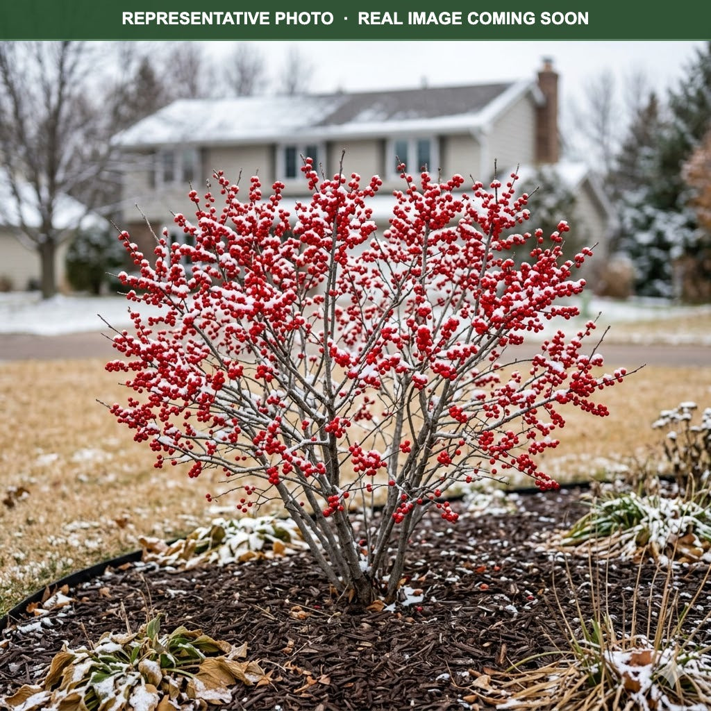 Red Sprite Winterberry (Ilex verticillata) — Edina, MN