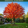 Red Sunset Red Maple (Acer rubrum) — Shoreview, MN