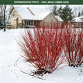 Redtwig Dogwood (Cornus sericea) — Minnetonka, MN