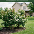 Redwing Viburnum (Viburnum trilobum) — Woodbury, MN