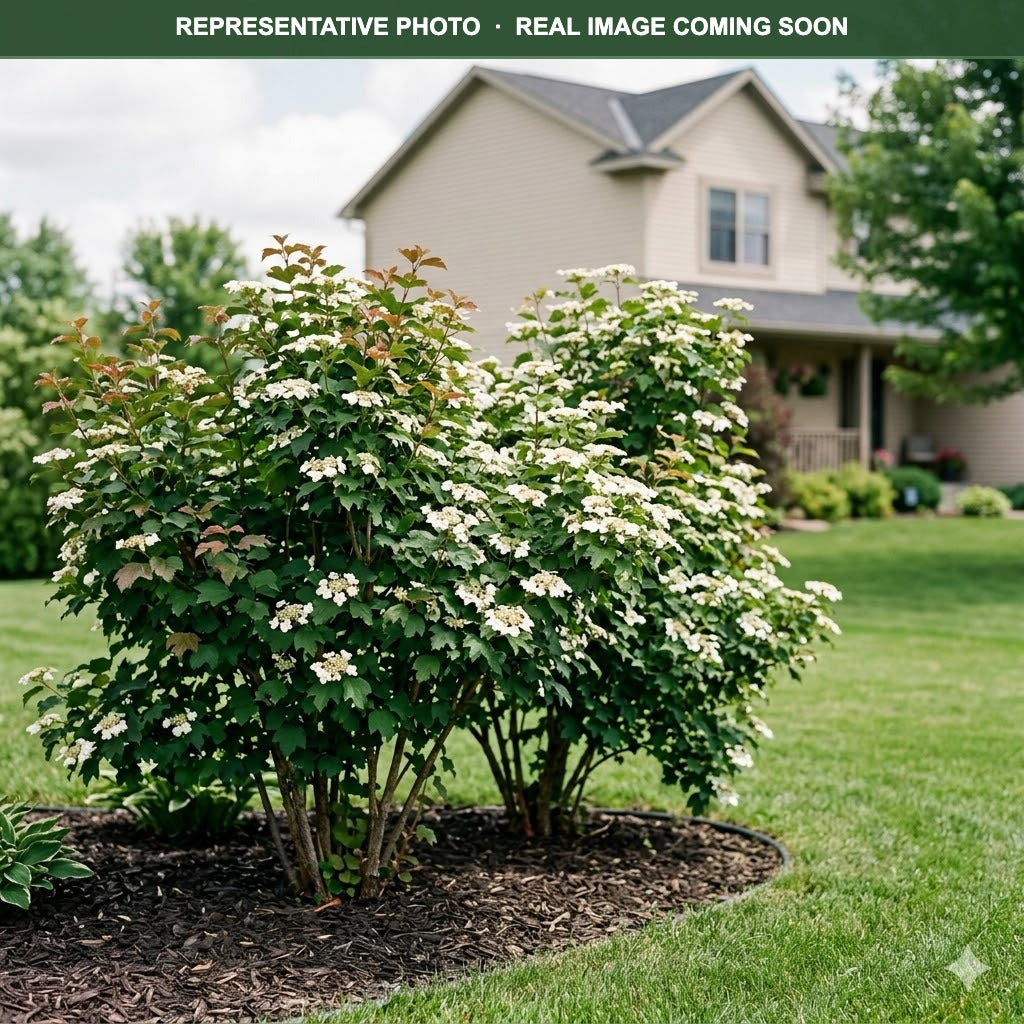 Redwing Viburnum (Viburnum trilobum) — Woodbury, MN
