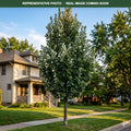 Regal Prince Oak (Quercus) — Lakeville, MN