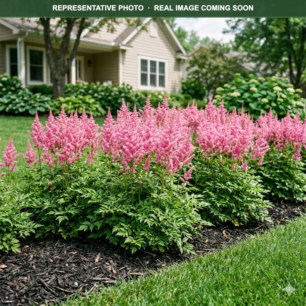 Rheinland Astilbe (Astilbe) — Edina, MN