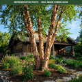 River Birch (Betula nigra) — Maplewood, MN