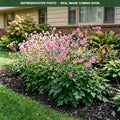 Robustissima Anemone (Anemone) — Minnetonka, MN