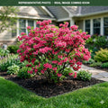 Rosy Lights Azalea (Rhododendron) — Plymouth, MN