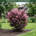 Royal Purple Smokebush (Cotinus coggygria) — Maple Grove, MN