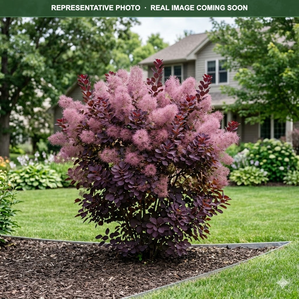 Royal Purple Smokebush (Cotinus coggygria) — Maple Grove, MN