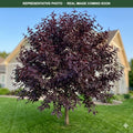 Royal Raindrops Crabapple (Malus) — Wayzata, MN