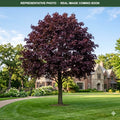 Royal Red Norway Maple (Acer platanoides) — Chanhassen, MN