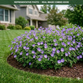 Rozanne Cranesbill (Geranium) — Woodbury, MN