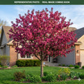 Ruby Dayze Crabapple (Malus) — Minneapolis, MN