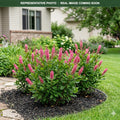 Ruby Spice Summersweet (Clethra alnifolia) — Bloomington, MN