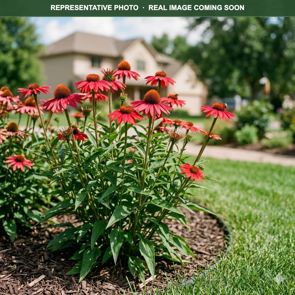 Ruby Star Coneflower (Echinacea purpurea) — Maple Grove, MN