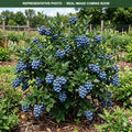 Saint Cloud Blueberry (Vaccinium) — St. Paul, MN