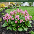 Sakura Bergenia (Bergenia) — Bloomington, MN